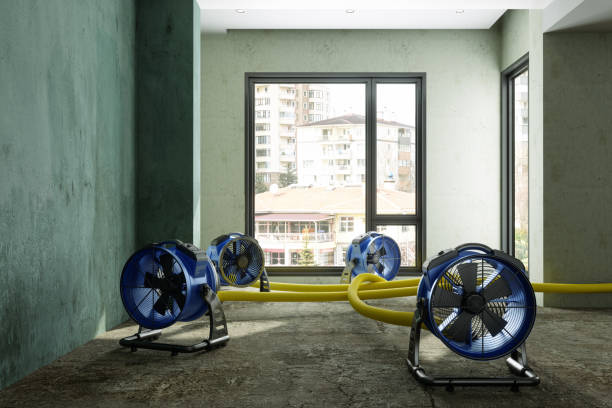 Best Local water damage restoration  in Perham, MN